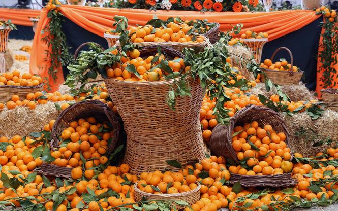 Festival Turları