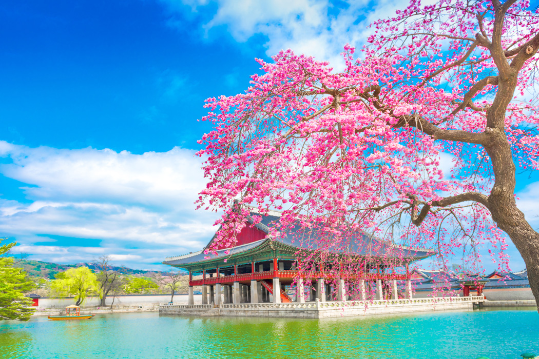 Comfort Japonya Turu THY ile Vizesiz Ekstra Turlar Dahil / 6 Gece Otel Konaklamalı / İstanbul Çıkışlı / Tokyo Gidiş